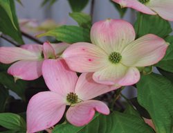 Cornus Rutgan, Stellar Pink Dogwood, Pink Flower
Millette Photomedia
