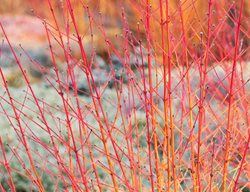Cornus Sanjuinea, Midwinter Fire, Red Branches
Garden Design
Calimesa, CA
