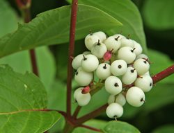 Cornus Sericea Dogwood, Red Osier Dogwood
Millette Photomedia
