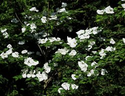 Cornus Venus, White Flower, Tree
Alamy Stock Photo
Brooklyn, NY