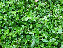 Corsican Mint, Mint Groundcover, Mentha Requienii
Shutterstock.com
New York, NY