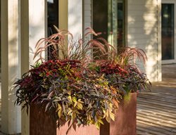 Corten Planter, Autumn Planter
Proven Winners
Sycamore, IL