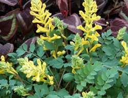 Corydalis Canary Feathers, Corydalis Hybrid
Proven Winners
Sycamore, IL