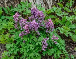 Corydalis Plant, Purple Corydalis Flowers
Shutterstock.com
New York, NY