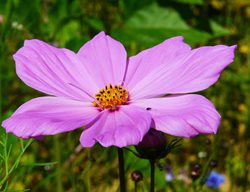 Cosmos, Pink Flower
Pixabay
