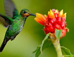 Costa Rica, Hummingbird, Flower
Earthbound Expeditions
Bainbridge Island, WA