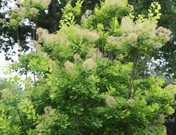 Cotinus Golden Spirit, Golden Spirit Smoke Tree
Spring Meadow Nursery
Grand Haven, MI