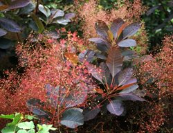 Cotinus Grace, Grace Smoke Bush, Red Flower Plume
Spring Meadow Nursery
Grand Haven, MI