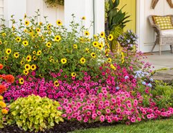 Cottage Garden Bed, Colorful Flower Bed
Proven Winners
Sycamore, IL