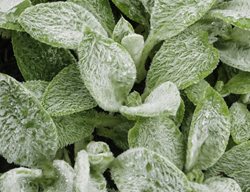 Cotton Ball Lamb's Ear, Lamb's Ear Plant
Shutterstock.com
New York, NY