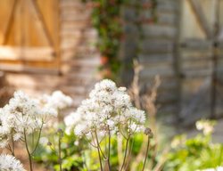 Cotton Ball Meadow Rue, Thalictrum Hybrid
Shutterstock.com
New York, NY