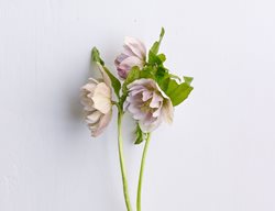 Cotton-Candy
Garden Design
Calimesa, CA