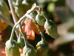 Cotyledon Buds, Aphids
Debra Lee Baldwin
San Diego, CA