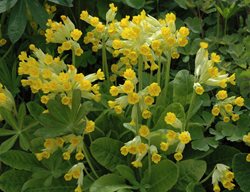 Cowslip, Primula Veris, Cowslip Primrose
Shutterstock.com
New York, NY