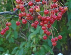 Crabapple Fruit, Crabapple Tree
Johnsen Landscapes & Pools
Mount Kisco, NY