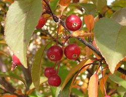 Crabapple Tree Fruit, Crabapples
Spring Meadow Nursery
Grand Haven, MI