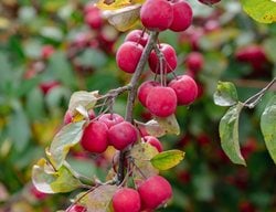Crabapple Tree Fruit
Shutterstock.com
New York, NY