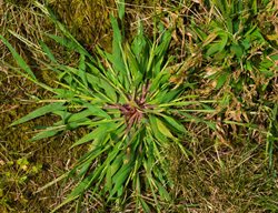 Crabgrass, Lawn Weed
Shutterstock.com
New York, NY