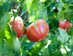 Cracked Tomato, Tomato With Cracked Skin
Shutterstock.com
New York, NY
