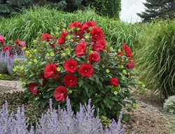 Cranberry Crush Hibiscus, Red Hardy Hibiscus Flowers
Proven Winners
Sycamore, IL