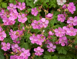 Cranesbill Geranium, Geranium Flower
Garden Design
Calimesa, CA