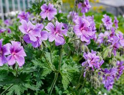Cranesbill Geranium, Hardy Geranium
Shutterstock.com
New York, NY
