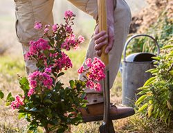 Crape Myrtle, Planting, Shovel
Alamy Stock Photo
Brooklyn, NY