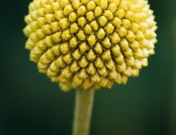 Craspedia Globosa
Garden Design
Calimesa, CA