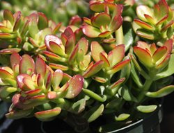 Crassula, Dwarf Jade, Crosbys
Cal Cactus
Fallbrook, CA