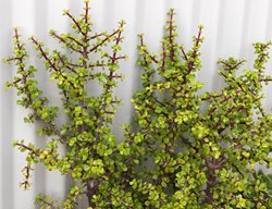 Crassula Ovata, Crosbys Compact, Indoor Plant
Dreamstime
