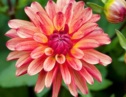 Crazy Legs Dahlia, Pink And Orange Flower, Stellar Dahlia
Garden Design
Calimesa, CA