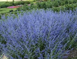 Crazyblue Russian Sage, Violet-Blue Flowers, Perennial Plant
Millette Photomedia

