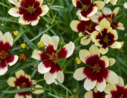 Creamy Calico Coreopsis, Threadleaf Coreopsis
Proven Winners
Sycamore, IL