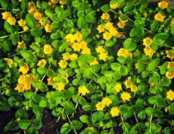 Creeping Jenny, Lysimachia Nummularia
Shutterstock.com
New York, NY