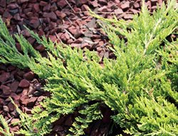 Creeping Juniper, Juniperus Horizontalis
Shutterstock.com
New York, NY