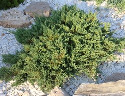 Creeping Juniper, Juniperus Horizontalis
Shutterstock.com
New York, NY