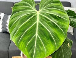 Creeping Philodendron, Philodendron Gloriosum
Proven Winners
Sycamore, IL