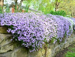 Creeping Phlox, Phlox Stolonifera
Shutterstock.com
New York, NY