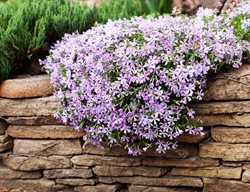 Creeping Phlox, Phlox Sublata, Ground Cover With Purple Flowers
Shutterstock.com
New York, NY