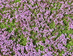 Creeping Thyme, Thymus Praecox, Purple Flowered Ground Cover 
Shutterstock.com
New York, NY