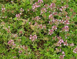 Creeping Thyme, Thymus, Thyme Groundcover
Garden Design
Calimesa, CA