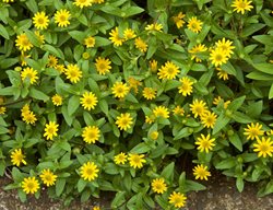 Creeping Zinnia, Yellow Flowers, Ground Cover
Garden Design
Calimesa, CA