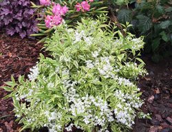 Creme Fraiche Deutzia, Deutzia Gracilis, Mincream Deutzia
Spring Meadow Nursery
Grand Haven, MI
