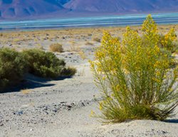 Creosote Bush, Larrea Tridentata
Shutterstock.com
New York, NY