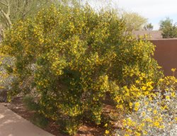 Creosote Bush, Larrea Tridentate, Desert Shrub
Mountain States Wholesale Nursery
Glendale , AZ