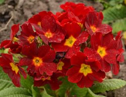 Crescendo Bright Red Primrose, Primula X Polyantha
Shutterstock.com
New York, NY