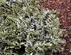 Crested Surf Japanese Painted Fern, Athyrium Niponicum
Proven Winners
Sycamore, IL
