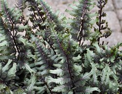 Crested Surf Japanese Painted Fern, Athyrium Niponicum Var. Pictum
Proven Winners
Sycamore, IL