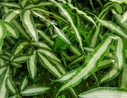 Cretan Brake Fern, Pteris Cretica
Shutterstock.com
New York, NY
