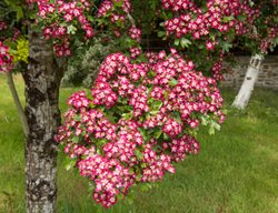 Crimson Cloud Hawthorn, Superba, Crataegus Laevigata
Shutterstock.com
New York, NY